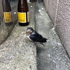 〈日給8,000円〜1万8000円〉未経験OK!【測量作業補助者】の画像