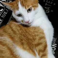 白茶のシナモン君