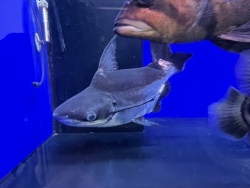 パールンウルトラショート25cm位