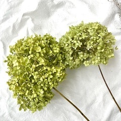 アナベル紫陽花　こわけの画像