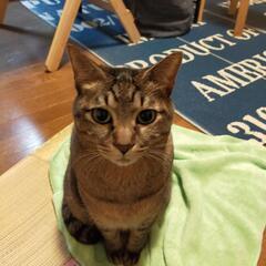 迷子猫を探しています
