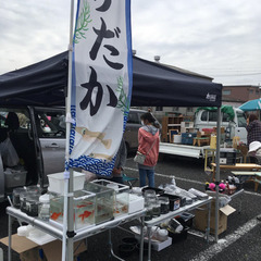 1月22日フリマに出店します🙇‍♂️メダカ、金魚、たなこなどなど