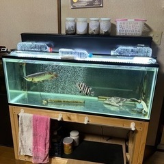 120センチ水槽　生体セット