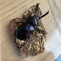【紫紺系】ニジイロクワガタ54mmペアの画像