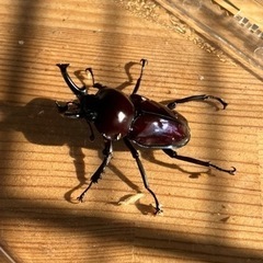 【紫紺系】ニジイロクワガタペアの画像