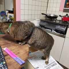 迷い猫追記 - 助け合い