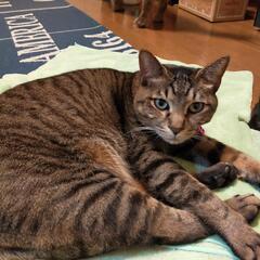迷い猫追記