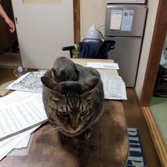 迷い猫追記 − 佐賀県