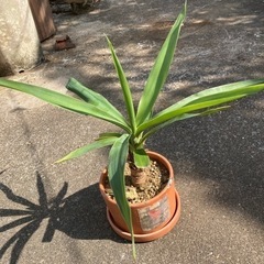 【またまた値下げ‼️】🪴観葉植物ユッカの画像