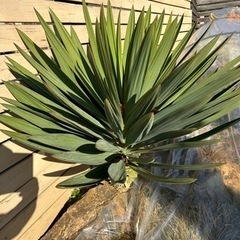 ユッカグロリオサ 葉幅約110cm
