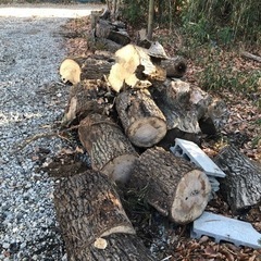 切株　差し上げます。の画像