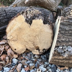 切株　差し上げます。の画像