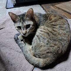 二匹の猫ちゃん里親募集です。