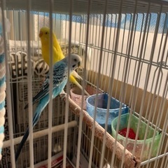 セキセイインコ　2匹