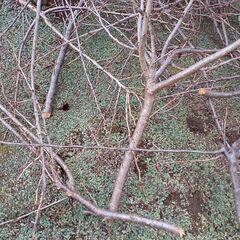 八重桜の枝
