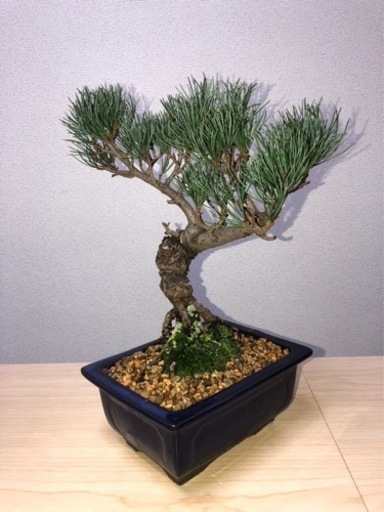 縁起物　　五葉松