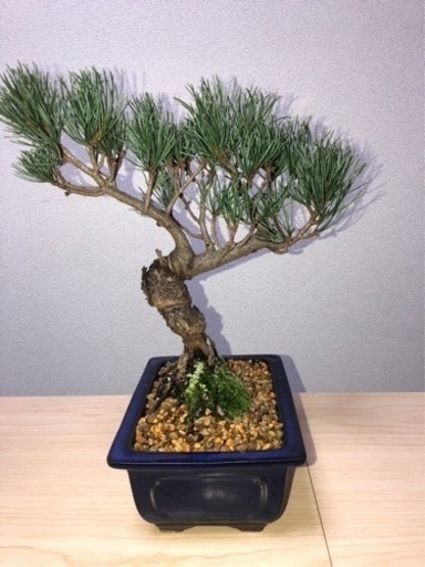 縁起物　　五葉松
