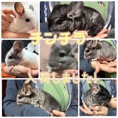 【沖縄】チンチラ入荷しました！💞
