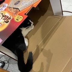 ペットこたつ2段の画像