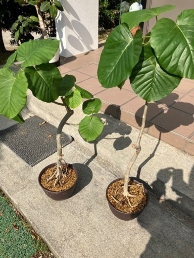 取引中　ウンベラータ約100センチ