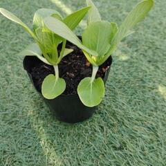 野菜・花の苗の画像