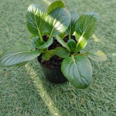 野菜・花の苗の画像