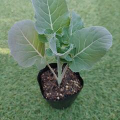 野菜・花の苗の画像