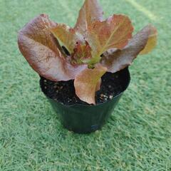 野菜・花の苗