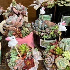 多肉・花苗寄せ植え