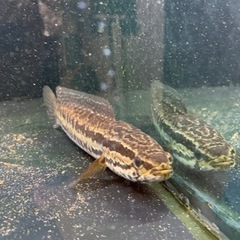 タイワンドジョウ　雷魚　25センチ