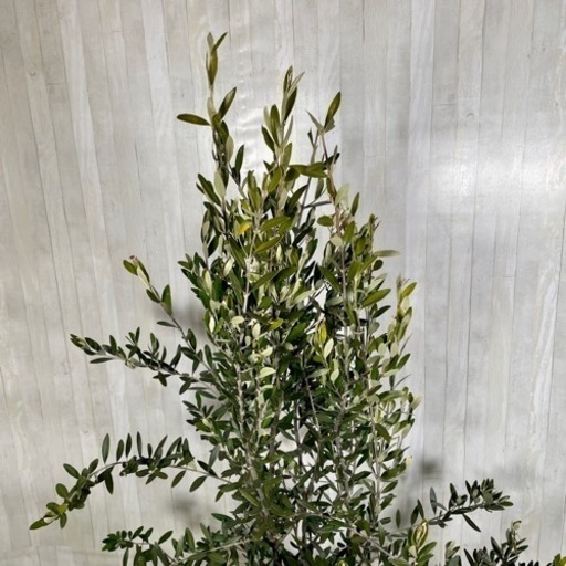 オリーブの木,た植物/観葉植物 シプレッシーノ『特大、綺麗な樹形。樹高180㌢』
