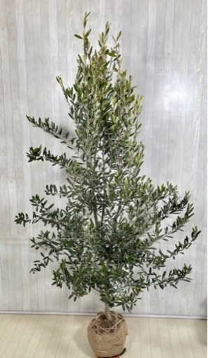 オリーブの木,た植物/観葉植物 シプレッシーノ『特大、綺麗な樹形。樹高180㌢』