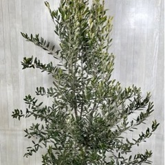 オリーブの木,た植物/観葉植物 シプレッシーノ『特大、綺麗な樹形