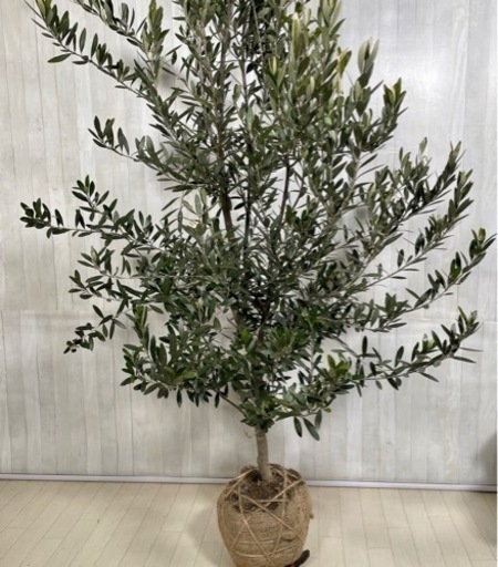 オリーブの木,た植物/観葉植物 シプレッシーノ『特大、綺麗な樹形。樹高180㌢』