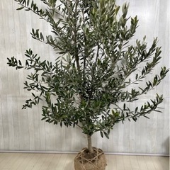 オリーブの木,た植物/観葉植物 シプレッシーノ『特大、綺麗な樹形
