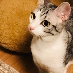 美猫の「ミオ」ちゃん❤️