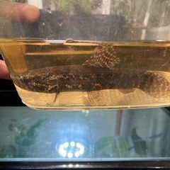 1月20入荷