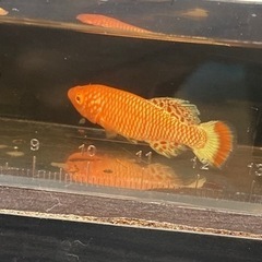 1月20入荷の画像