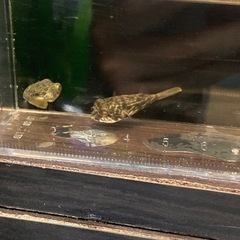 1月20入荷の画像