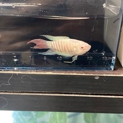 1月20入荷の画像