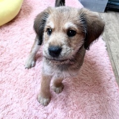 ミルクから育てた　おもちちゃん　☆メス　２ヶ月