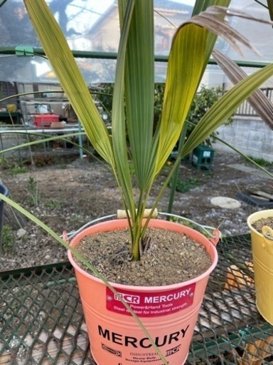 オニサバルヤシ