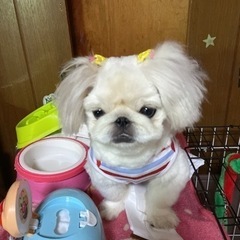 里親募集急募