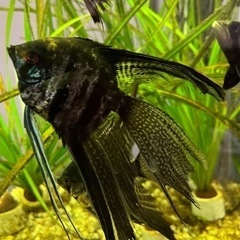 ベールテールエンゼルフィッシュ 10cm±  3匹セット