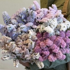すたーちす　の画像