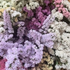 すたーちす　の画像