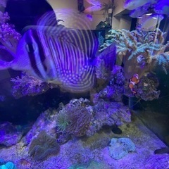 90cmオーバーフロー水槽セット　生体込みの画像