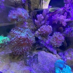 90cmオーバーフロー水槽セット　生体込みの画像