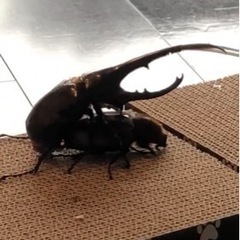 ヘラクレスオオカブト 雌雄判別なし幼虫（２令）