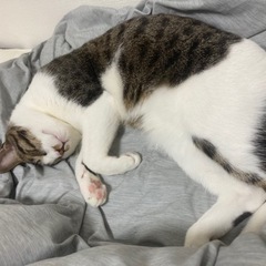 里親募集です。